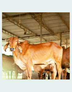 Gomuthra (Cow Urine)