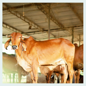 Gomuthra (Cow Urine)